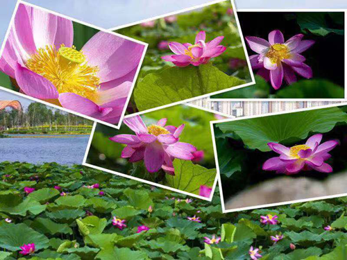 ��Ȧ(�й���)�������ǲ�!